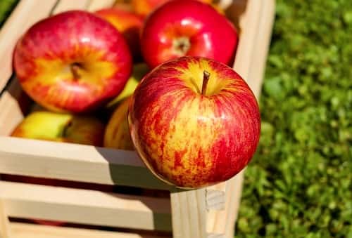 사과 효능