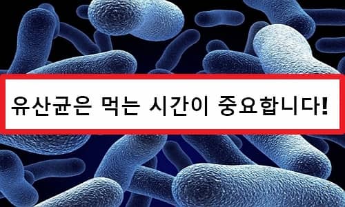 유산균 효능